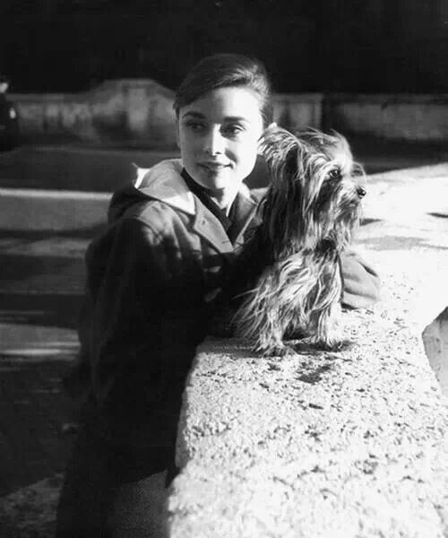 Audrey Hepburn with her beloved Yorkie Famous