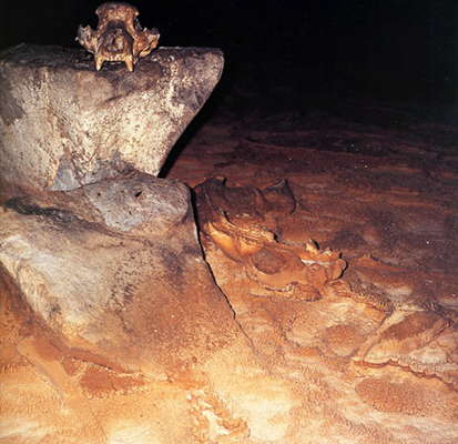 Bear Skull Chamber Chauvet Cave Photo Don's Maps