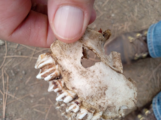 Jaw bone with heart from Lincoln National Forest