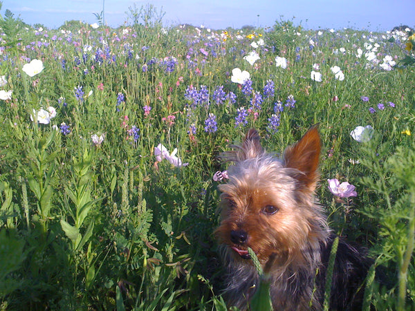 Vanilla Custard Pudding in a field of wildflowers