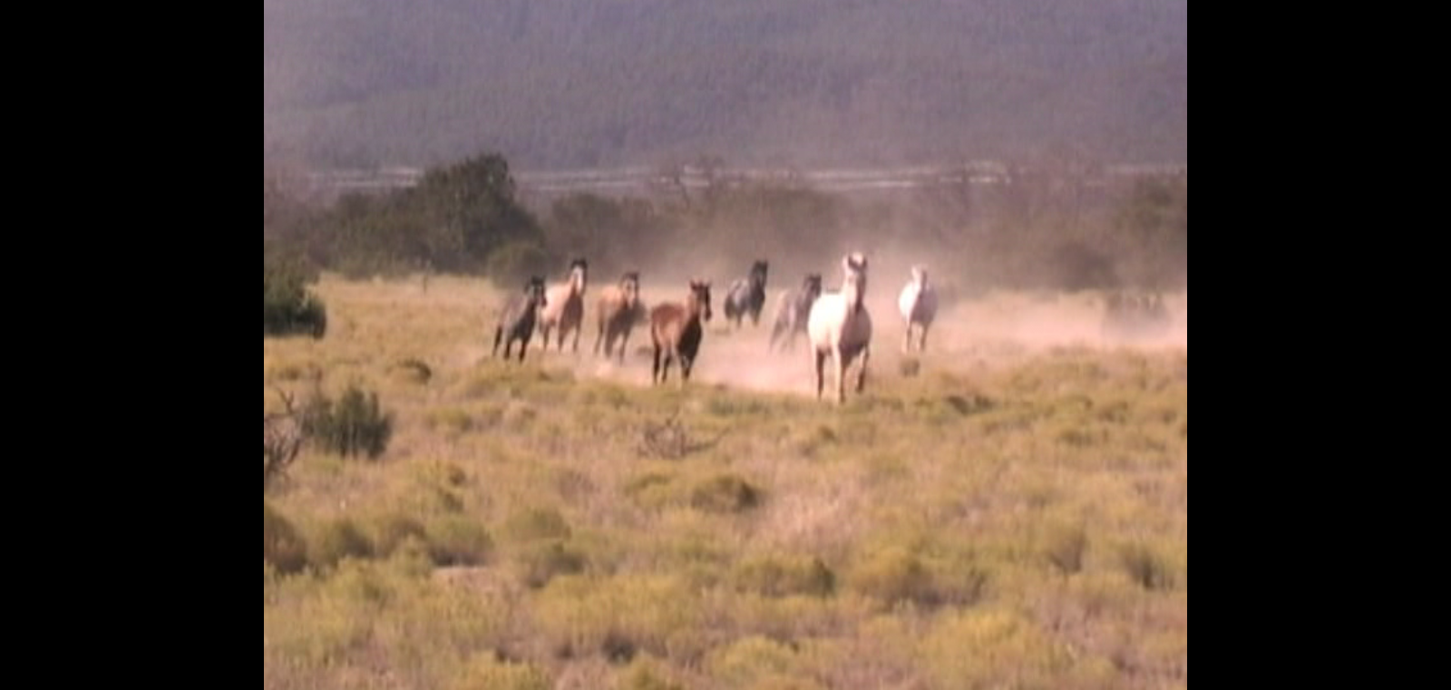 Road to El Paso Independent Western 2007 Shiloh Richter