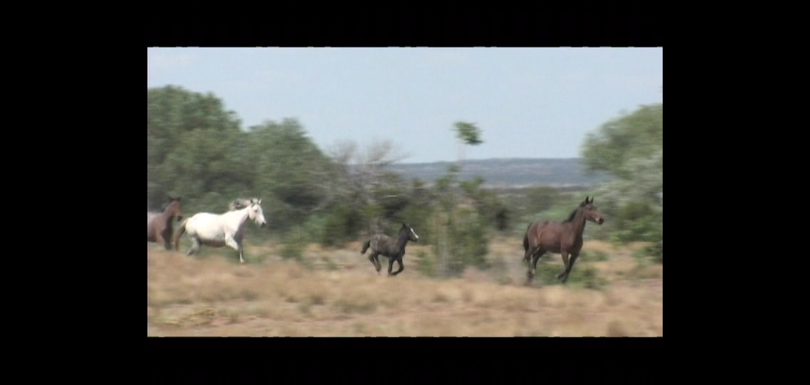 Road to El Paso Independent Western 2007 Shiloh Richter