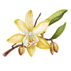 Vanilla Flower by The Botanical Nook