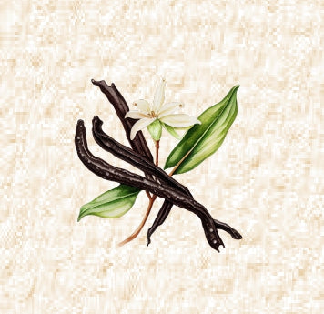 Vanilla Beans and Sprout by The Botanical Nook