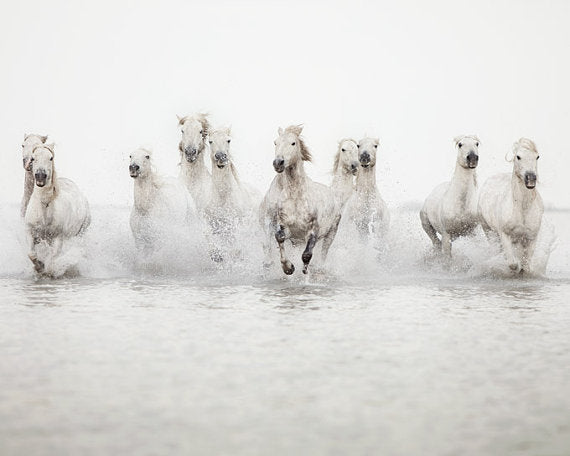 White Horses at the Camargue in the South of France