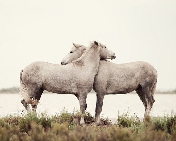 Wild Horses at Camargue at the Delta in the South of France