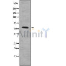 Western blot analysis NEK3 using 293 whole cell lysates