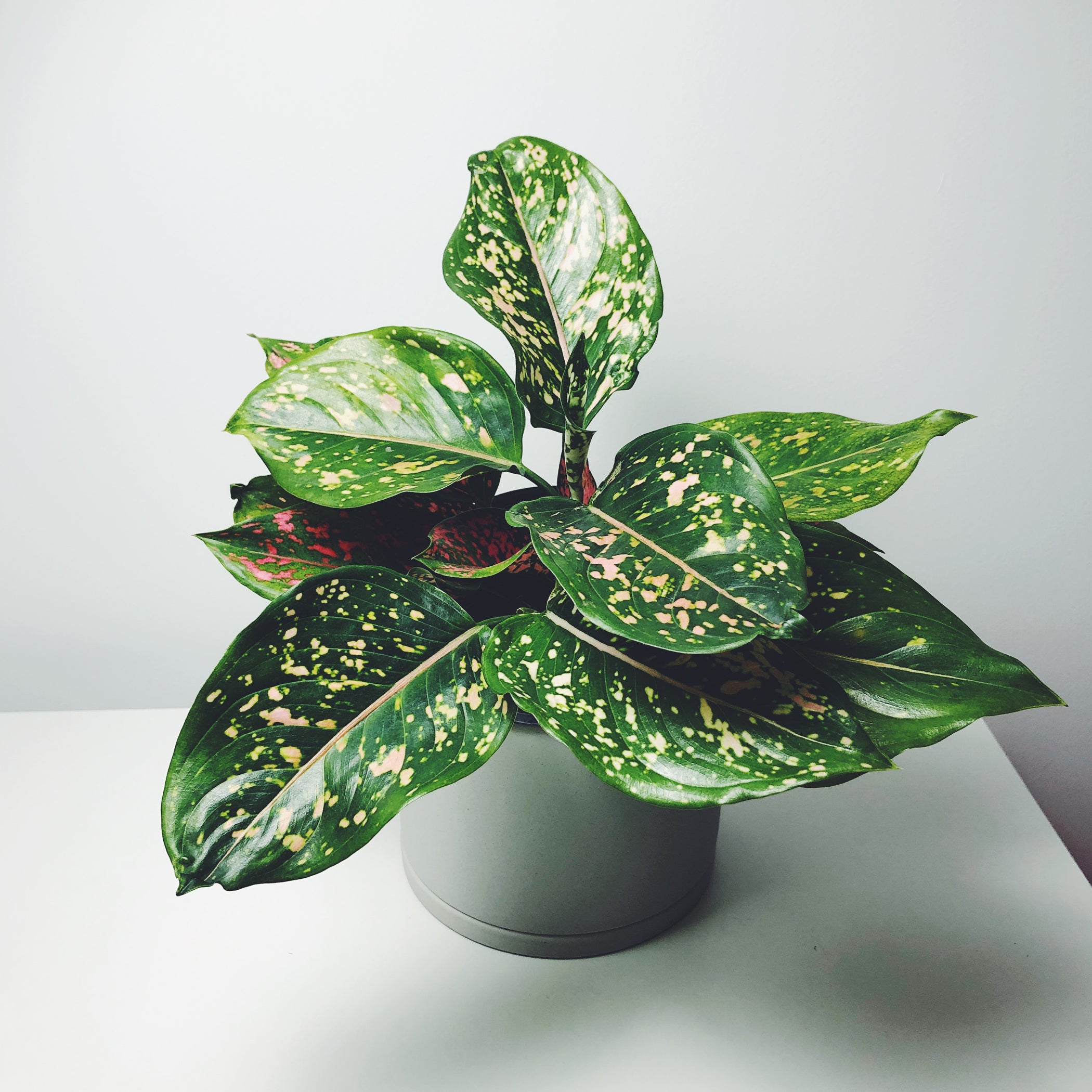  Aglaonema  commutatum Lady  Valentine Upgreen