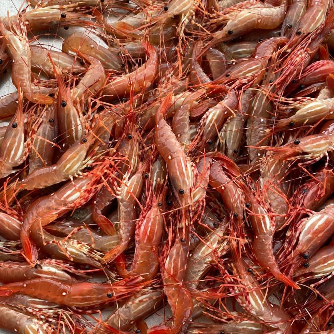 Buy Seafood: Local, Family Owned Fishing Boat Prawn Catch| BC Live Spot Prawns & Seafood