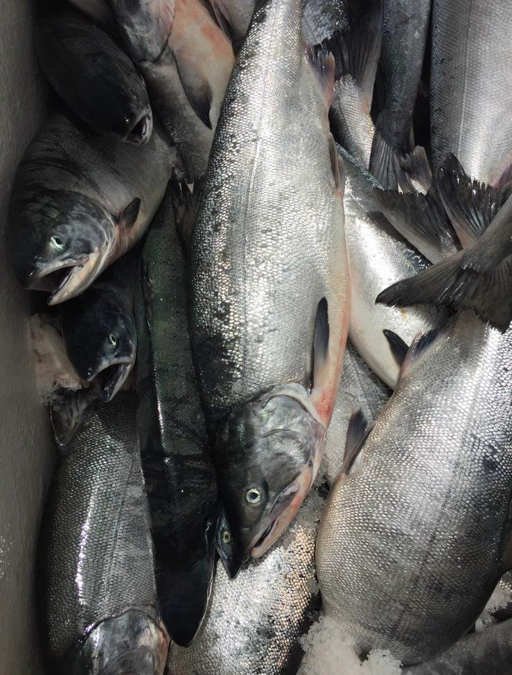 local caught|BC Live Spot Prawns and Seafood| wild chum salmon