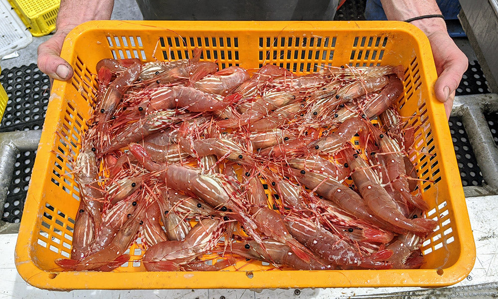 Buy Your BC Spot Prawns in Vancouver Fishermen-Direct!