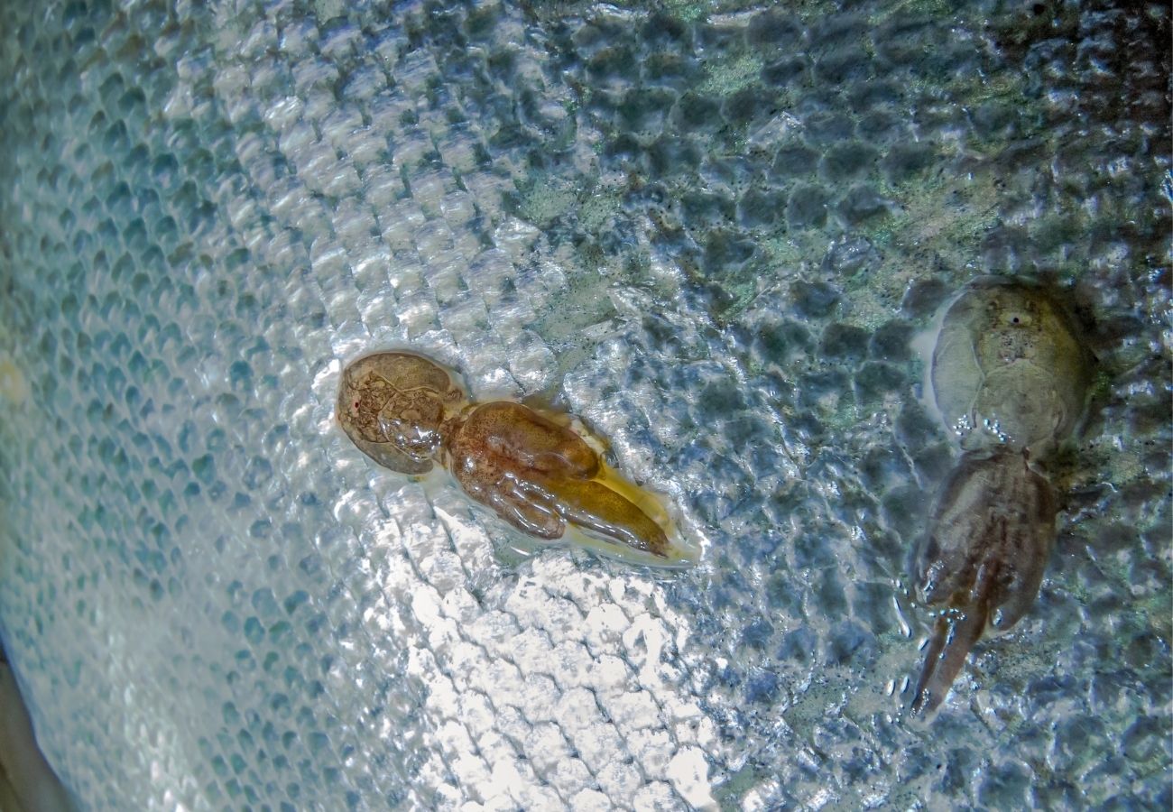 sea lice threaten wild salmon populations| BC Live Spot Prawns & Seafood