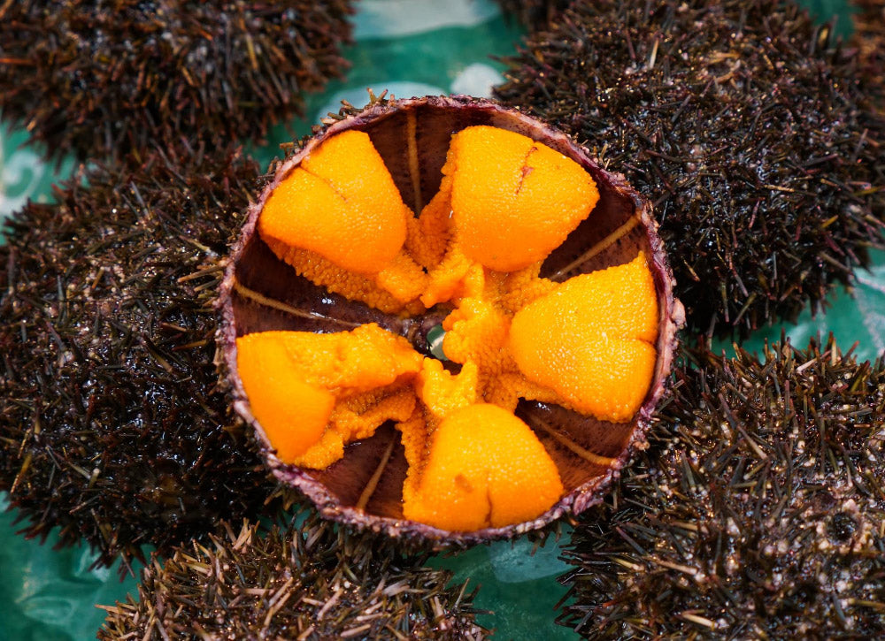 Buy Uni Sea Urchin Roe Online Fresh Uni Sea Urchin For Sale