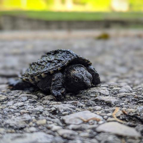 A baby snapping turtle crossing a road