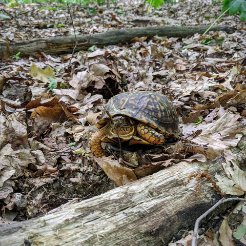 An eastern box turtle surrounded by brown leaves and logs in a forest setting.