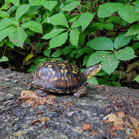 An eastern box turtle on a trail right after a rain.