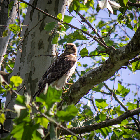 An adult red-tailed hawk perched in a sycamore tree.