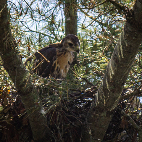 A juvenile red-tailed hawk in a nest.