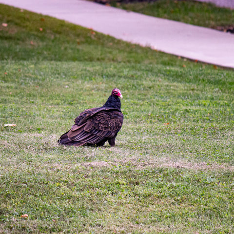 A turkey vulture standing on a freshly mown lawn next to a sidewalk.