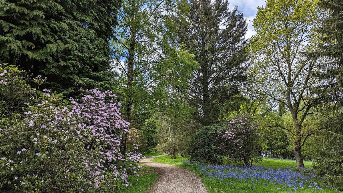 A winding path through the trees and flowers of Yorkshire Arboretum