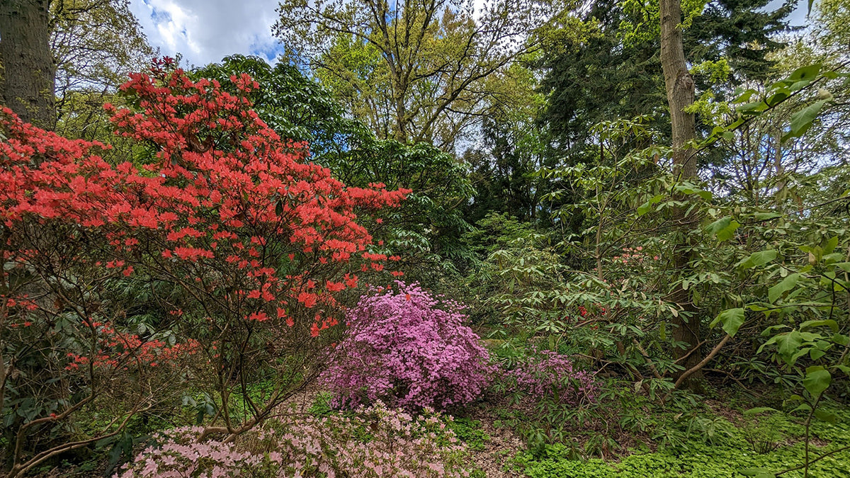 Woodland garden of Castle Howard