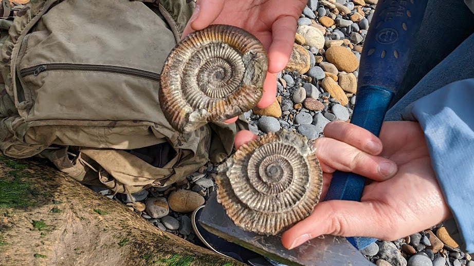 Jennie's hands hold a newly split open ammonite fossil.