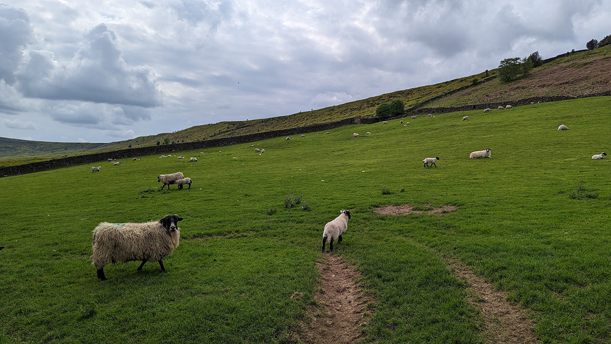 Sheep in an open field surrounded by dry stone walls.