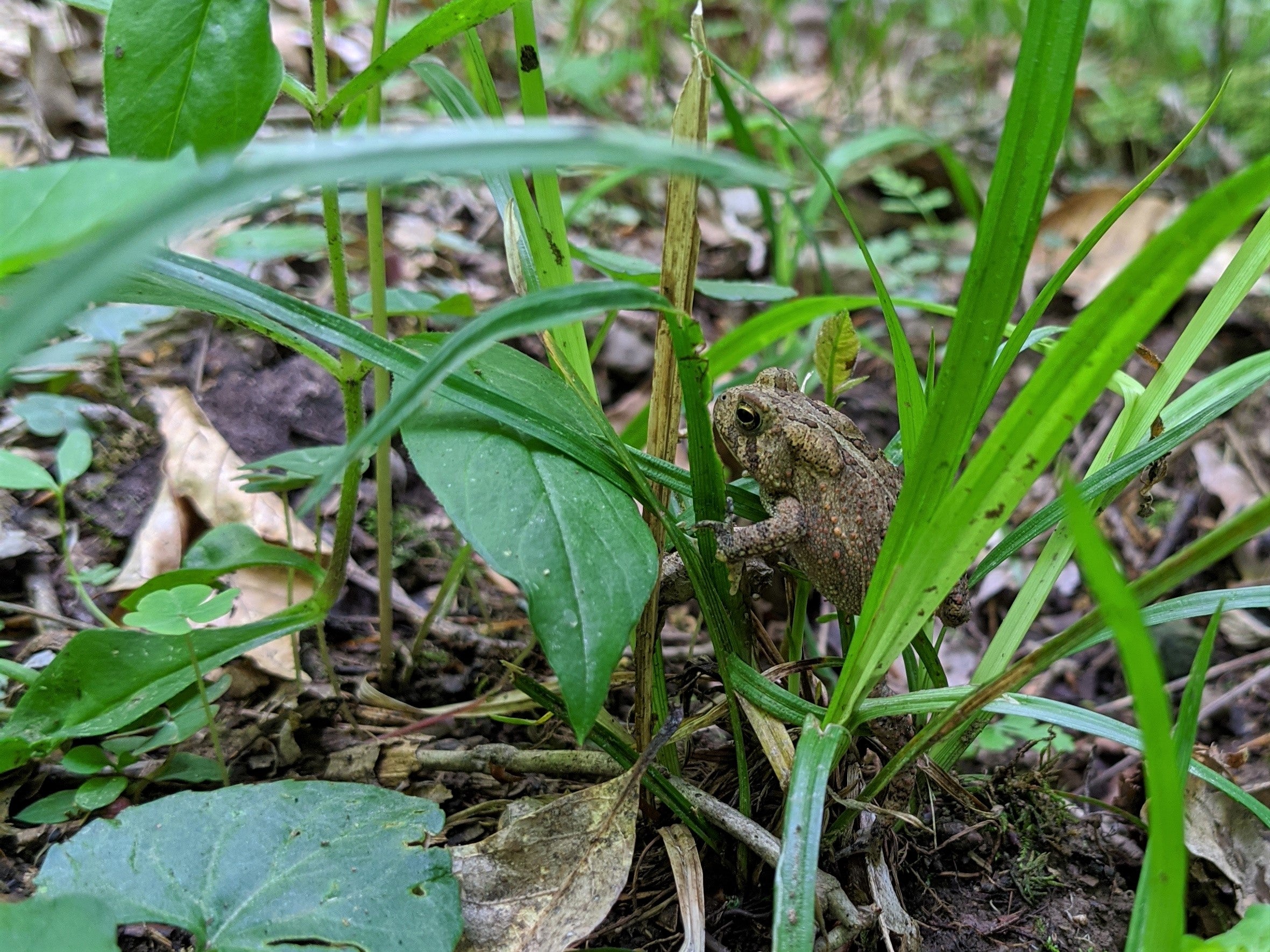 An american toad at Scarlet Oak Woods