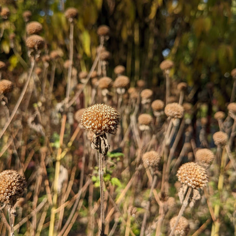 Round seed heads of bee balm standing tall in the garden.