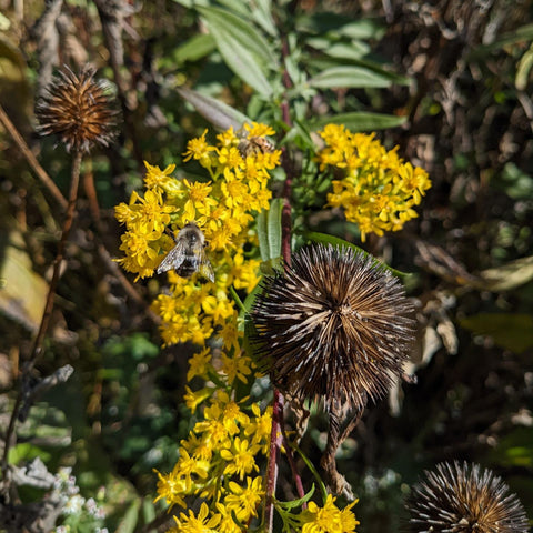 Bright yellow goldenrod flowers being visited by a bumblebee and a honeybee. There is a spiky coneflower seedhead next to it.