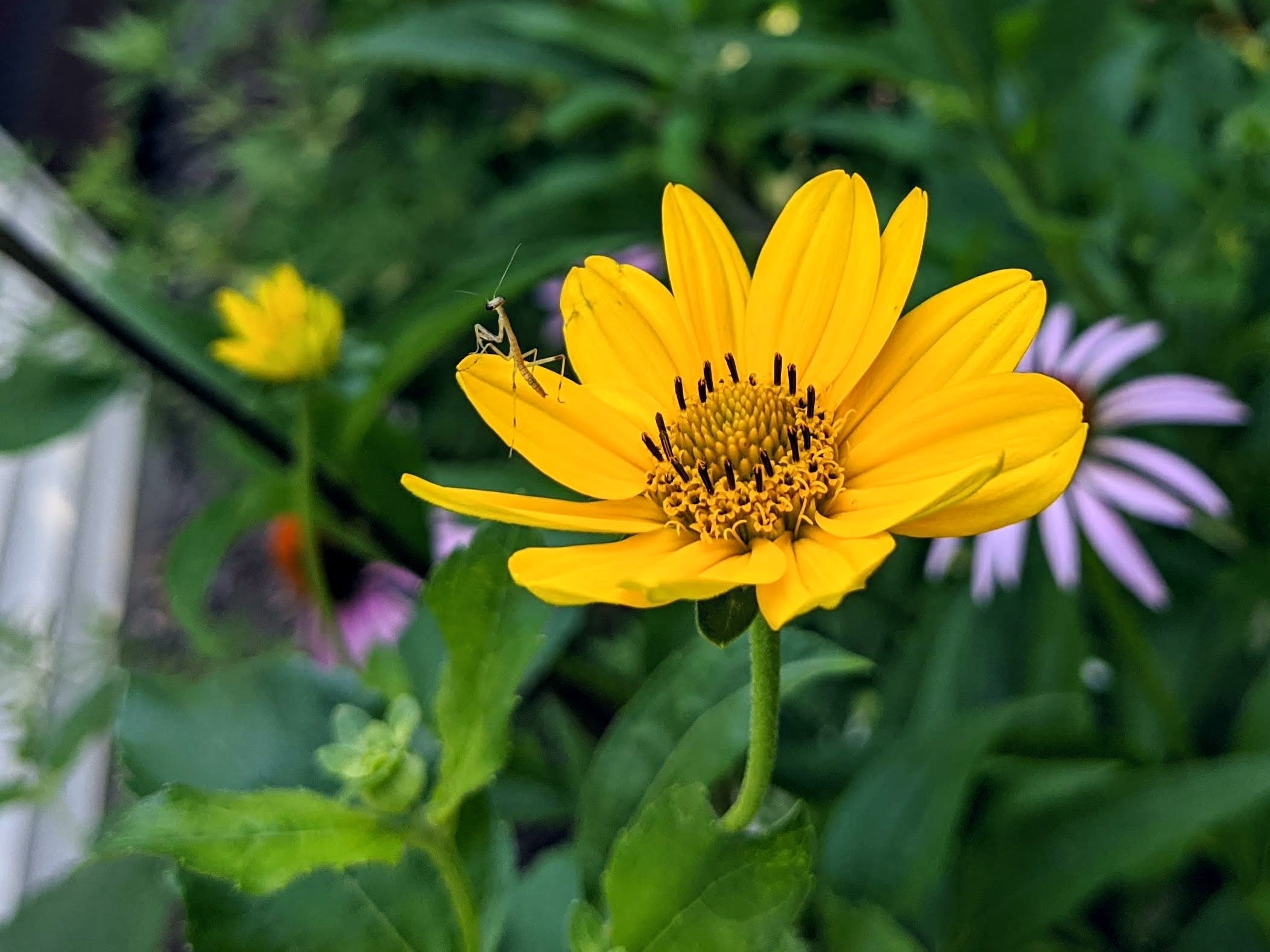 A young Carolina mantis perches on a false sunflower.