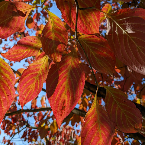 Red leaves of a white flowering dogwood tree backlit by the sun.