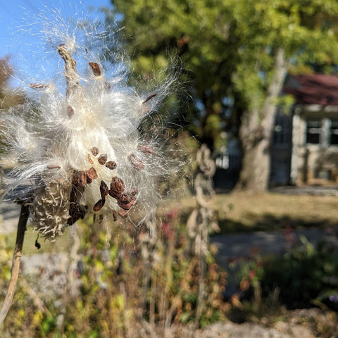 Milkweed seeds with fluffy white tufts emerging from an open seed pod.