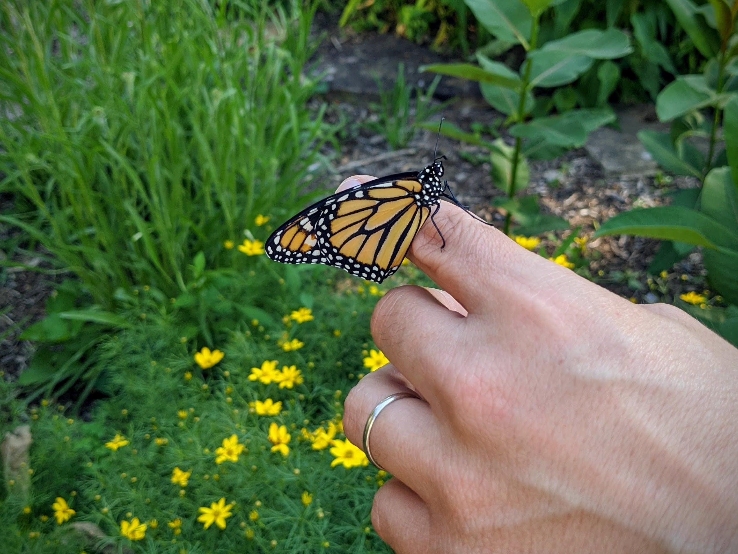 A freshly eclosed female monarch butterfly perched on a hand.