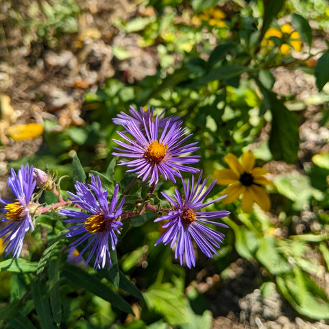 Bright purple new england aster flowers with yellow brown-eyed susan flowers blooming in the background.