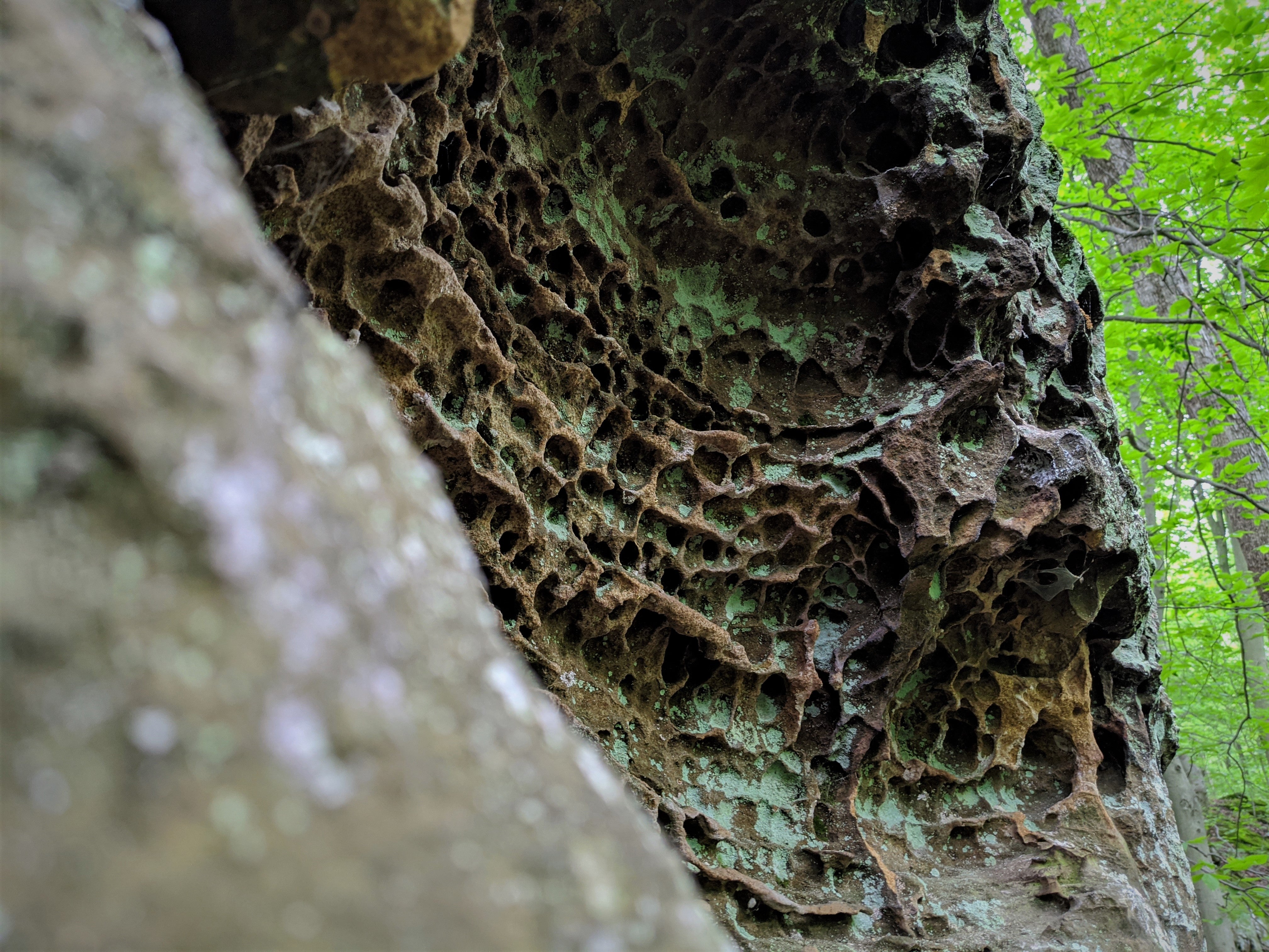 Tafoni sandstone bluff at Dilcher-Turner Canyon Forest