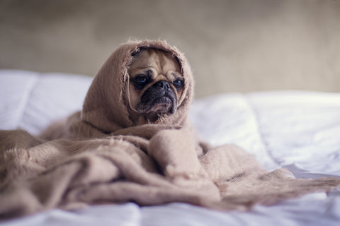 a pug wrapped up in a blanket sitting on the bed