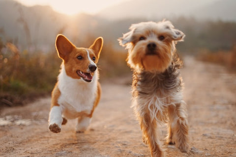 two dogs running in the field during sunset