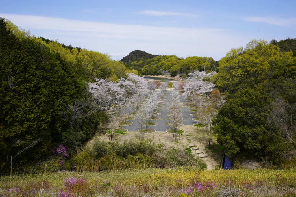Tadao Ando’s “Labyrinth of Cherry Blossoms” is in bloom on Naoshima, with no tourists to see it.