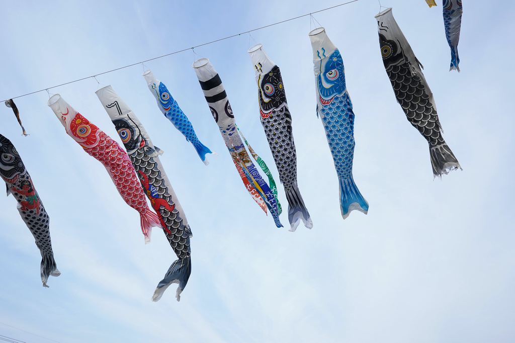 Koinobori, traditional carp windsocks, flying over Naoshima’s school grounds this month.