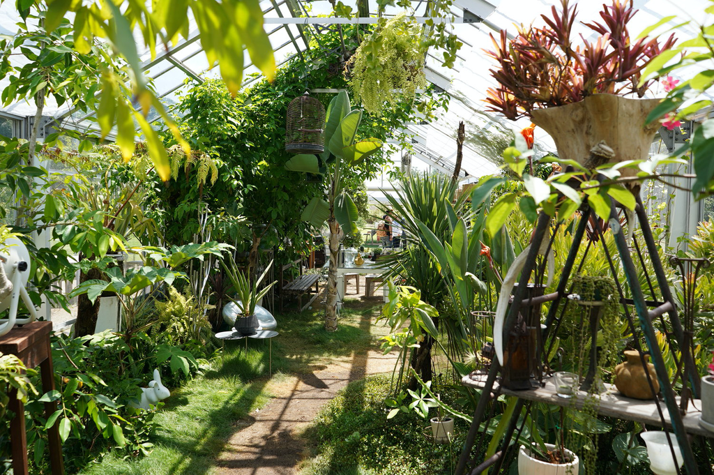 Inside the paradise greenhouse on Inujima. Photo by the author.