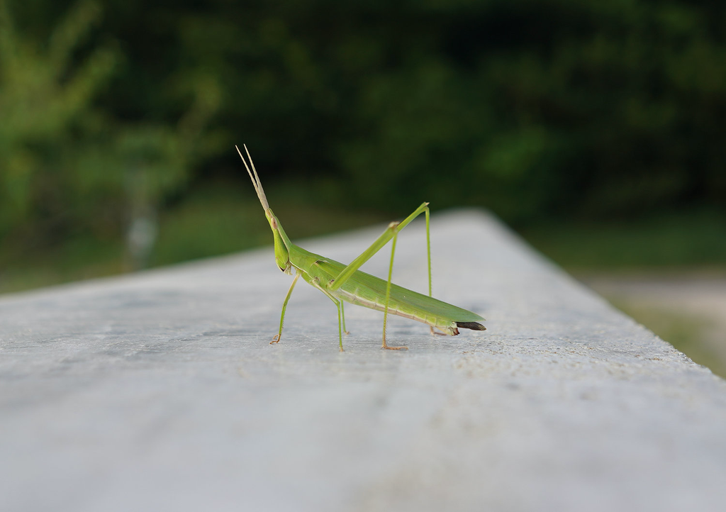 A large grasshopper on Naoshima.