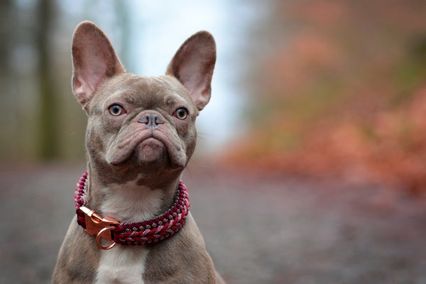 Paracord Dog Collar