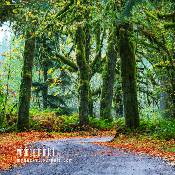 winding path through a rainforest with fall leaves on the ground