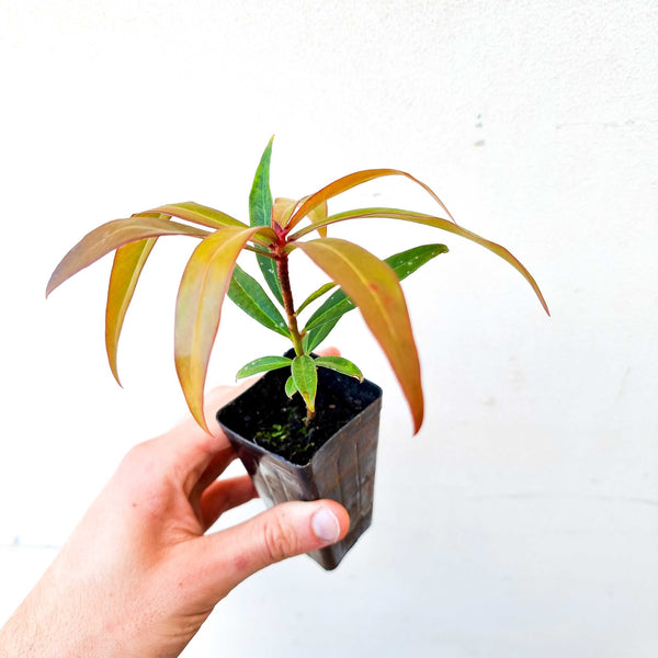 Dorrigo Pepper Plant - Growing Dorrigo Pepper Plant