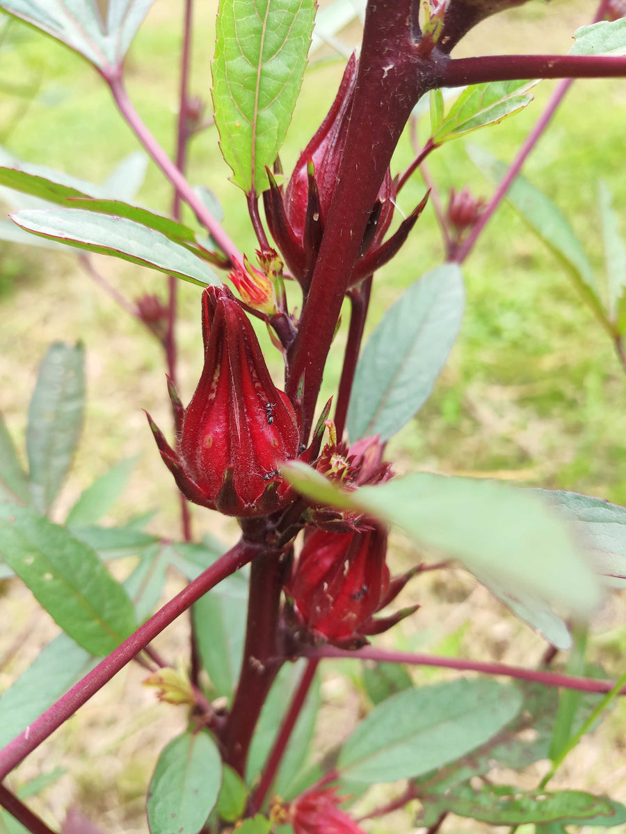 Rosella Plant – Melbourne Bushfood