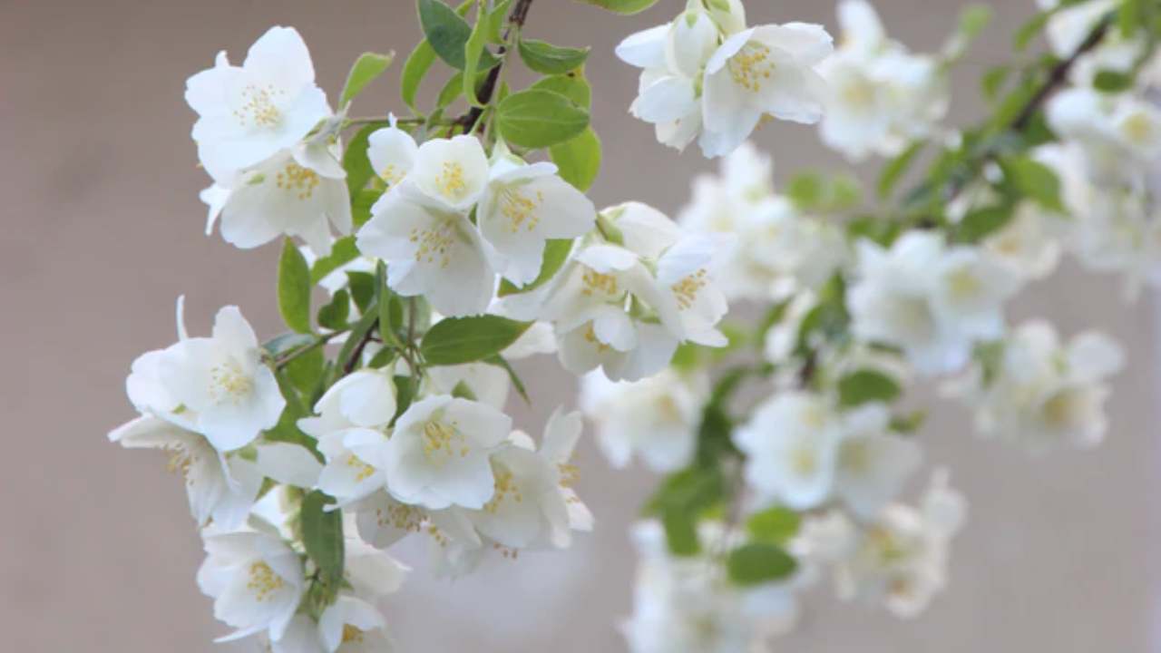 Fargeot Natural Perfumes - Jasmine flowers