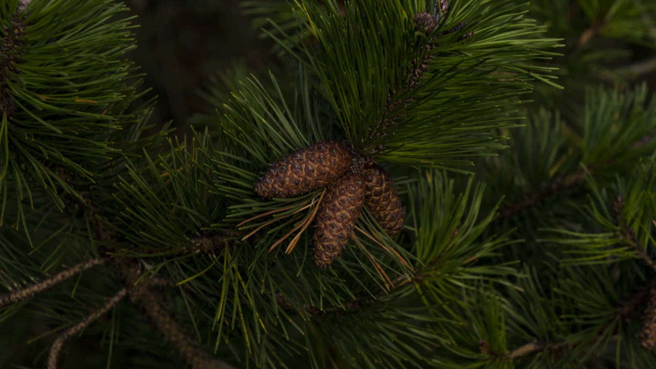 Fargeot Natural Perfumes - Pine Cone