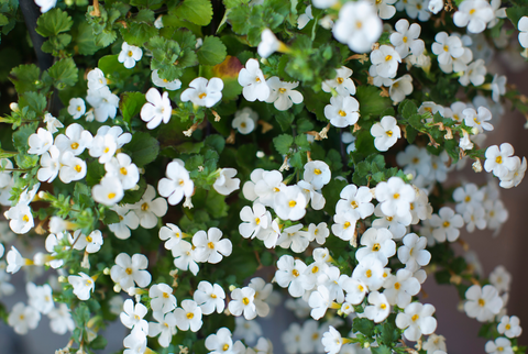 Bacopa