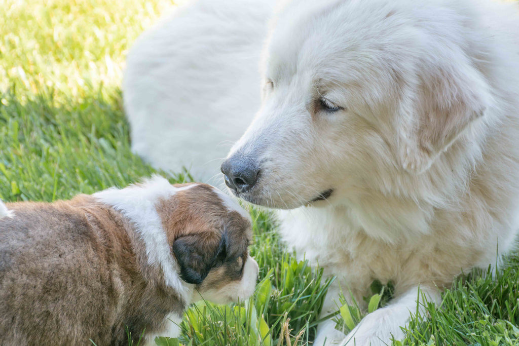 Great Bernese Puppies